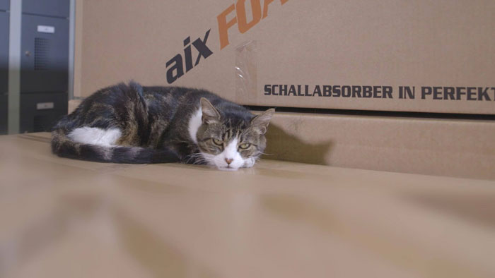 aixFOAM unterstützt die Katzenhilfe